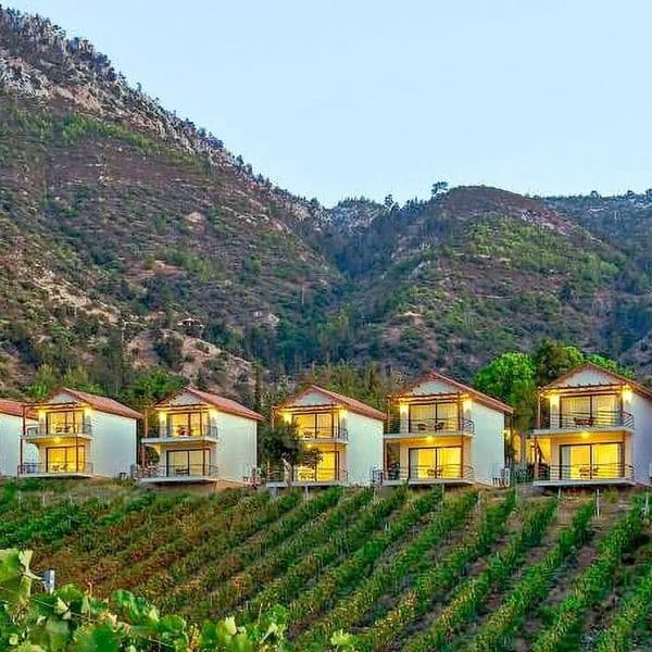 Gillham Vineyard