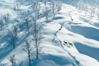 Gdzie można obserwować dzikie wędrówki zwierząt w Europie